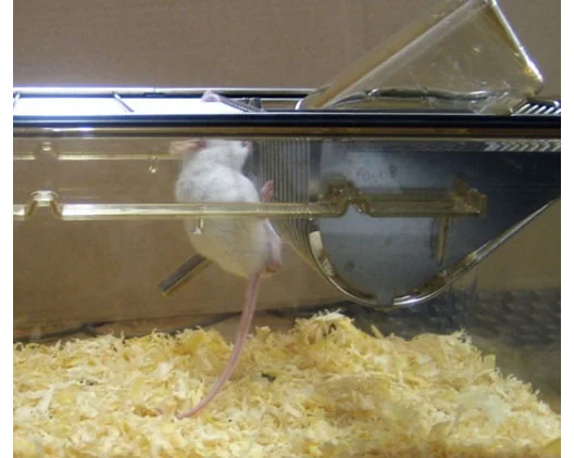  Bioseb\s Activmeter with a mouse - Detection while hanging under grid