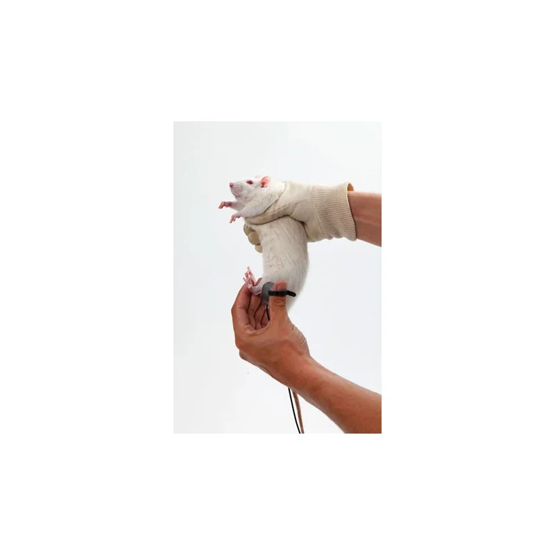 SMALGO: SMall animal ALGOmeter - On a rat