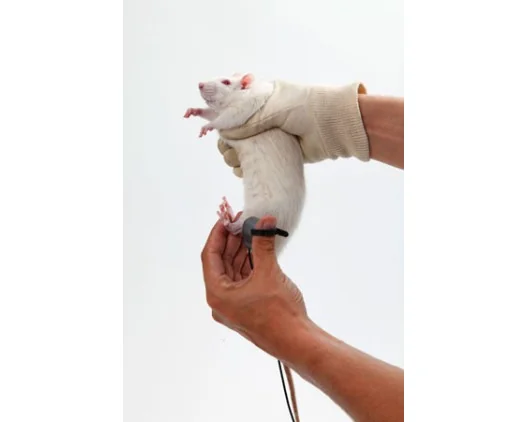 SMALGO: SMall animal ALGOmeter - On a rat