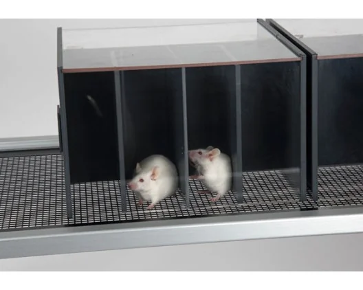 Modular holder cages for rats and mice