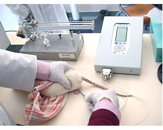 Rodent pincher - analgesia meter
