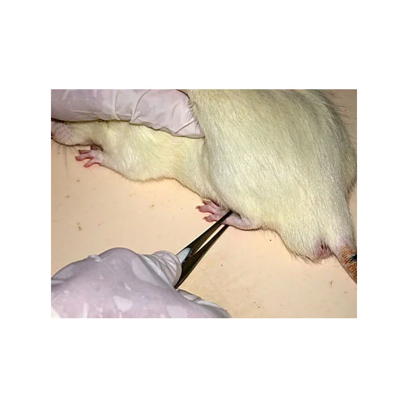 Rodent pincher (old pincher) applied on a limb Rodent pincher (old pincher) applied on a limb