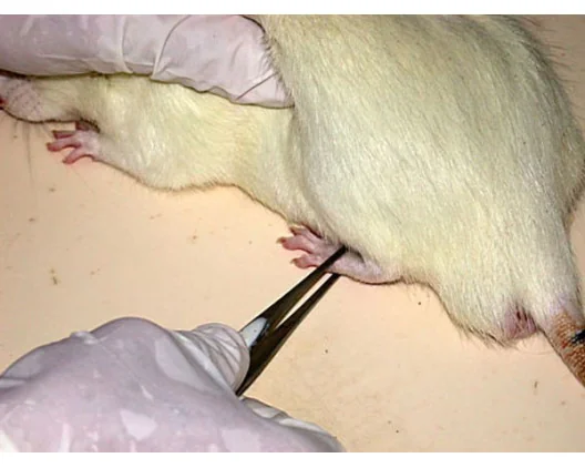  Rodent pincher (old pincher) applied on a limb