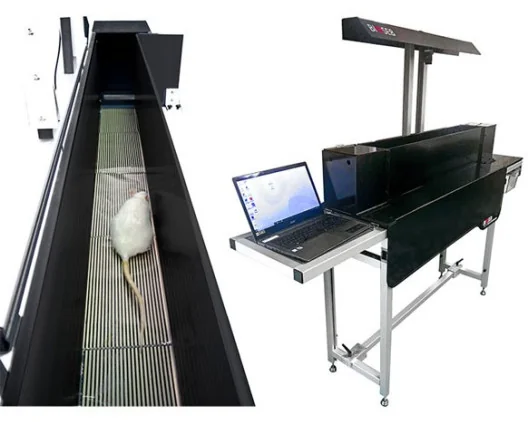 Kinetic Weight Bearing
