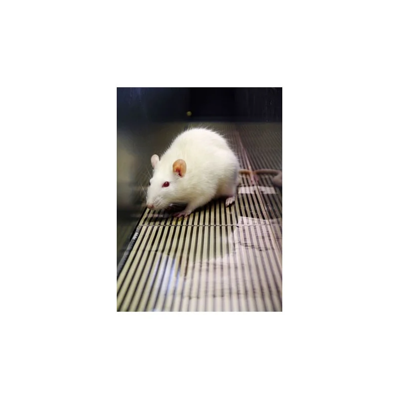 Bioseb\'s Kinetic Weight Bearing: Rat inside the corridor Bioseb\'s Kinetic Weight Bearing: Rat inside the corridor