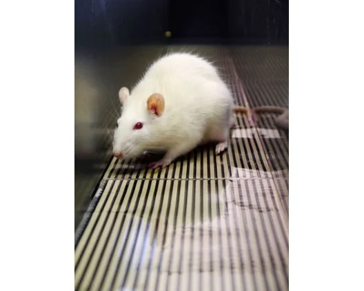 Bioseb\'s Kinetic Weight Bearing: Rat inside the corridor