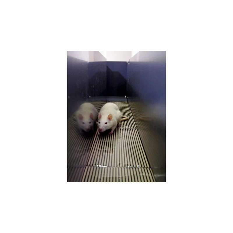 Bioseb\'s Kinetic Weight Bearing: Rat inside the corridor Bioseb\'s Kinetic Weight Bearing: Rat inside the corridor