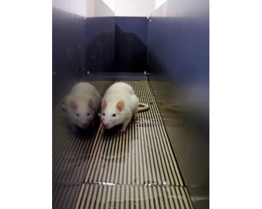 Bioseb\'s Kinetic Weight Bearing: Rat inside the corridor