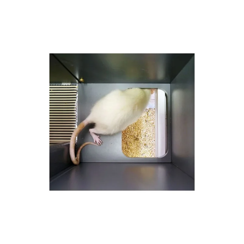 Bioseb\'s Kinetic Weight Bearing: Rat exiting the corridor Bioseb\'s Kinetic Weight Bearing: Rat exiting the corridor