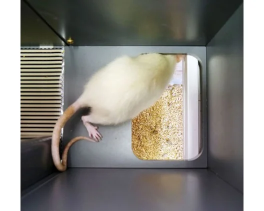 Bioseb\'s Kinetic Weight Bearing: Rat exiting the corridor