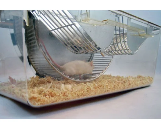  Bioseb\'s Activity Wheel: Mouse in the wheel