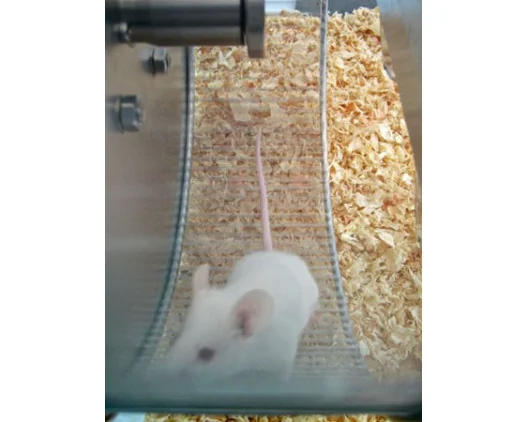  Bioseb\'s Activity Wheel: Rat in the wheel