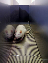 Test de Distribution Pondérale Cinétique de Bioseb: Rat dans le couloir