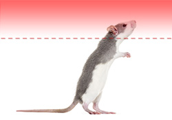 Bioseb OF3C - Open field rearing detection