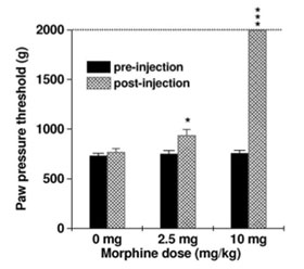 Changes of the nociceptive hind paw threshold induced by morphine