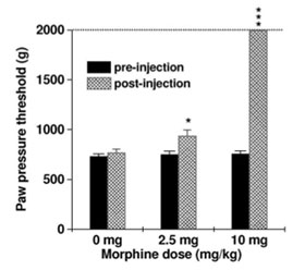 Changement induit par la morphine du du seuil nociceptif de la patte arrière