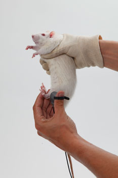 Bioseb's SMALGO: SMall animal ALGOmeter - demonstration on a rat