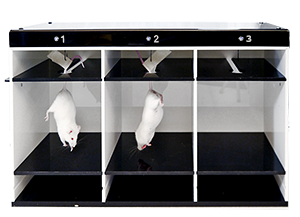 Tail Suspension Test by Bioseb: the suspension cages