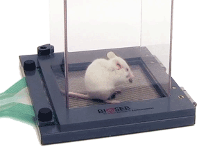 Advanced Dynamic Weight Bearing test, by Bioseb - Detail with a mouse