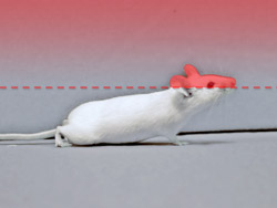 Bioseb OF3C - Open Field - Détection de sniffing